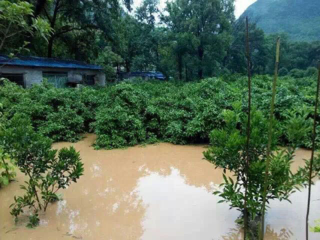 水災(zāi)后柑橘樹如何護理？